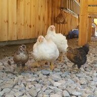 4Chickadees