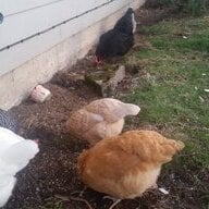 ChickenAgain