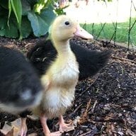 DuckMama9