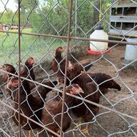 Newlychickening