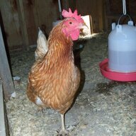 Bennett Road Chickens