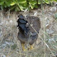 chooky-dooks