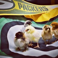 ChicksofWI