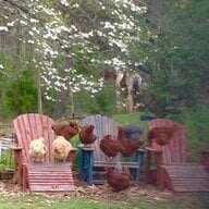 PetKat Acres
