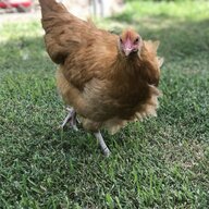 buffymama