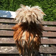 Clucking ada