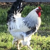 brahmamamamak