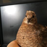 Quailbert Quailington