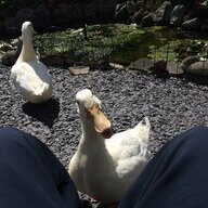 Herder Of Ducks