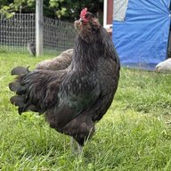 Chickencrazy21043