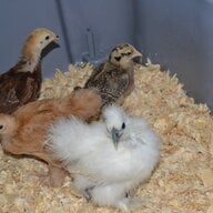 chickennewbie38