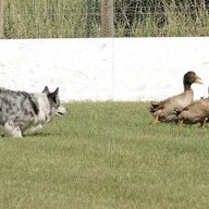 DogsnDucksMT