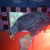 Rock_birdes
