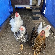 Countrychickengirl24