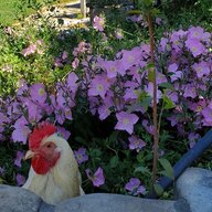 Mom2Chicken