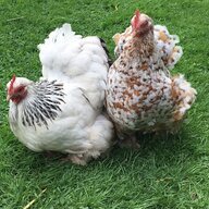 BeakyBlinders