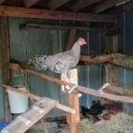 KYfreerange