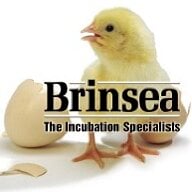 BrinseaUS