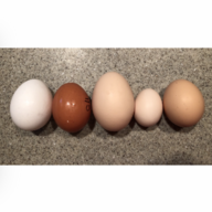 My Chicken Friends