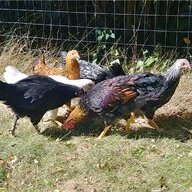 Calthechicken
