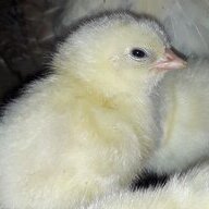 marzuq muhammad adam