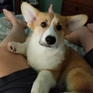 CorgisChickensHorses