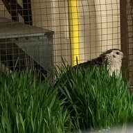 Green Bean Quail