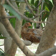 Firewings