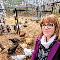 CoveChickens