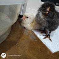 Chicken_lover1