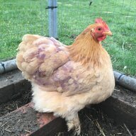 Squeaky Beaky