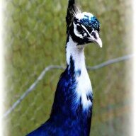 Stevens Peafowl
