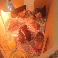 13hens