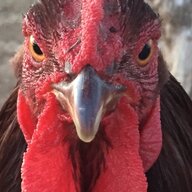 ChickenChic7507