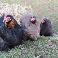 Bantam chooks