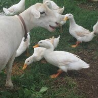 FuminoFarms