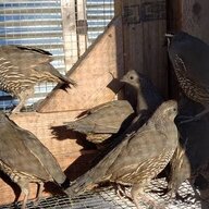 the plot chickens