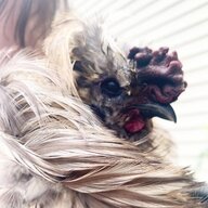 ourfeathers