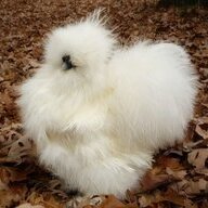 Northwood Silkies