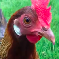 HennyAgilityChicken