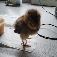 Applesauce_chickens
