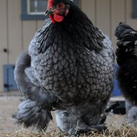 luckythestuckchicken
