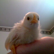 Nugget and Albert