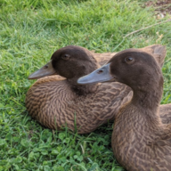 Ty_Duck