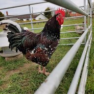 Clucklum