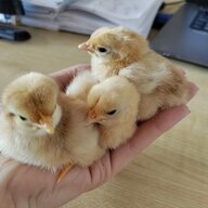 Firsttimecrazychicklady