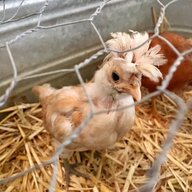 ChickenHawkLove