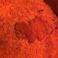 Kinziecornplanter