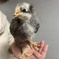 6chicks1coop