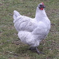 chickenholdthewaffles